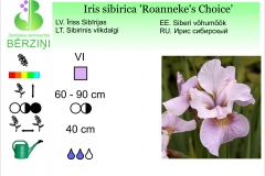 Iris sibirica Roanneke's Choice