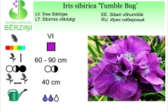 Iris sibirica Tumble Bug