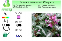 Lamium maculatum Chequers