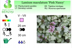 Lamium maculatum Pink Nancy