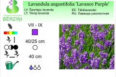 Lavandula angustifolia Lavance Purple