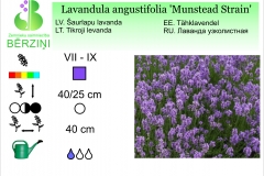 Lavandula angustifolia Munstead Strain