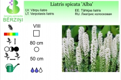 Liatris spicata Alba