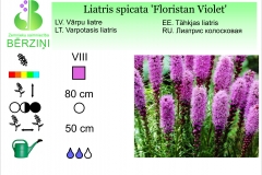 Liatris spicata Floristan Violet