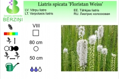 Liatris spicata Floristan Weiss