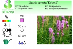 Liatris spicata Kobold