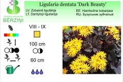 Ligularia dentata Dark Beauty