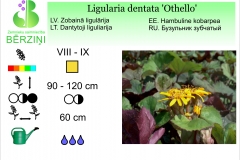 Ligularia dentata Othello
