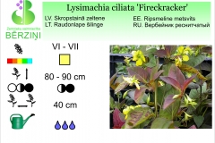 Lysimachia ciliata Fireckracker