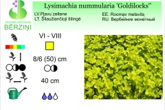 Lysimachia nummularia Goldilocks