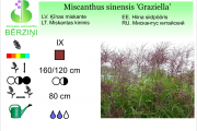 Miscanthus sinensis Graziella