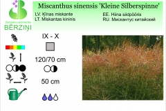 Miscanthus sinensis Kleine Silberspinne