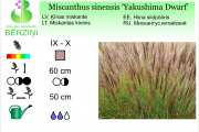 Miscanthus sinensis Yakushima Dwarf