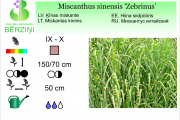Miscanthus sinensis Zebrinus