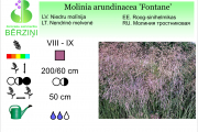 Molinia arundinacea Fontane