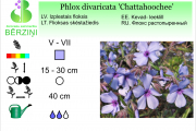Phlox divaricata Chattahoochee
