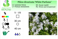Phlox divaricata White Parfume