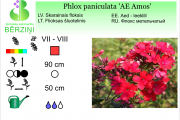 Phlox paniculata AE Amos