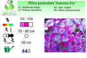 Phlox paniculata Autumn Joy