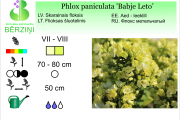 Phlox paniculata Babje Leto