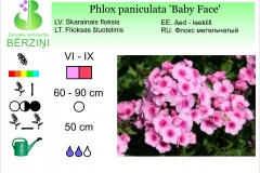 Phlox paniculata Baby Face