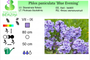 Phlox paniculata Blue Evening