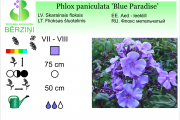 Phlox paniculata Blue Paradise