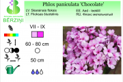 Phlox paniculata Chocolate