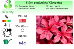 Phlox paniculata Cleopatra