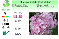 Phlox paniculata Cool Water