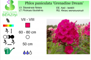 Phlox paniculata Grenadine Dream