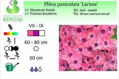 Phlox paniculata Larissa