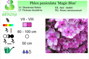 Phlox paniculata Magic Blue