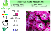 Phlox paniculata Modern Art