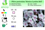 Phlox paniculata Monica Lynden Bell