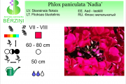 Phlox paniculata Nadia