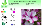 Phlox paniculata Neon Flare