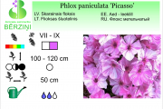 Phlox paniculata Nicky