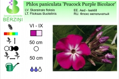 Phlox paniculata Peacock Purple Bicolaor