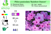Phlox paniculata Rainbow Dancer