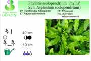 Phyllitis scolopendrium Phyllis