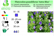 Platycodon grandiflora Astra Blue