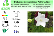 Platycodon grandiflora Astra White