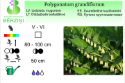Polygonatum grandiflorum