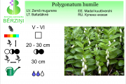 Polygonatum humile
