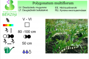Polygonatum multiflorum