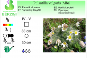 Pulsatilla vulgaris Alba