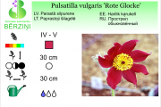 Pulsatilla vulgaris Rote Glocke