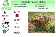 Pulsatilla vulgaris Rubra