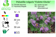 Pulsatilla vulgaris Violette Glocke
